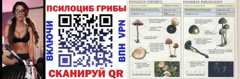даркнет сайт  Боровичи  Псилоцибиновые грибы Magic Shrooms 